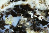 Polished Petrified Shrinkwood Slab - Colorado #184959-1